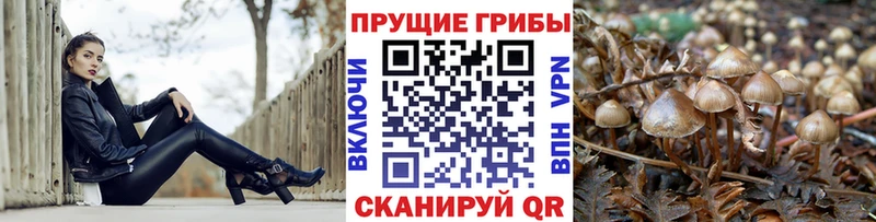 кракен как войти  где купить наркоту  Когалым  Псилоцибиновые грибы Magic Shrooms 